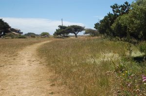 a hiking path surround by wild grasses and trees