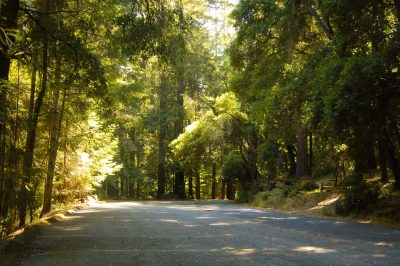 dappled light shines through lush green trees onto a paved pathway