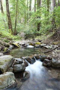 Stone-covered creek bed with green foliage and trees around it