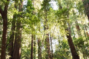 light shines through forest greenery and redwood tree trunks