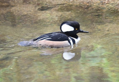 a lone duck with a black and white head swims in water