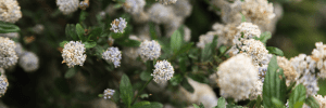 A cluster of fluffy white wildflowers growing in foliage