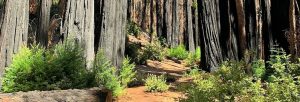 A bright trail lined with burnt trees and bright green undergrowth.