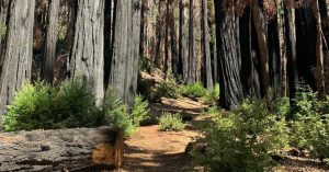 A bright trail lined with burnt trees and bright green undergrowth.