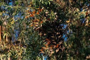 A dense clump of monarch butterflies perch on a tree branch.