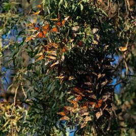 A dense clump of monarch butterflies perch on a tree branch.