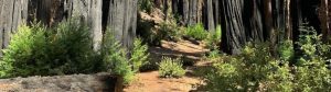A bright trail lined with burnt trees and bright green undergrowth.