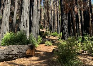 A bright trail lined with burnt trees and bright green undergrowth.