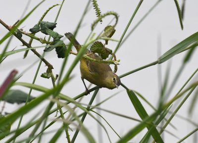 A small, brownish-yellow warbler bird perched on a thin green branch in the undergrowth.