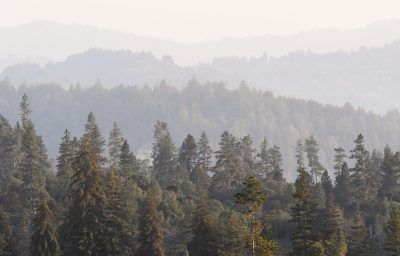 Rows of trees recede into the background, getting lighter through the fog as they go back.