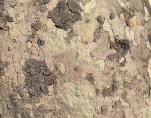 Closeup sycamore tree bark that is tan, rough, and flaky