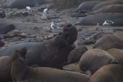 Elephant seal lays amongst other seals on a sandy beach