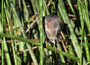brown bird perches on a thick stem