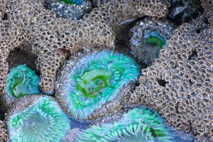 Teal Blue and green anenomes