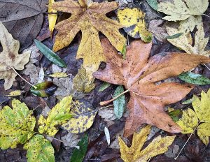 Fallen tree leaves on the ground