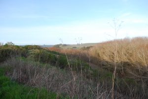 A field of bushes and pale grasses