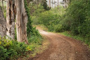 Dirt trail at Burleigh Murray Ranch