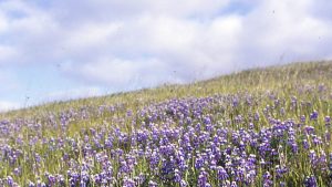 Purple wildflowers growing on a hillside