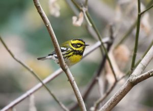 A townsends Warbler at Henry Cowell Redwoods State Park