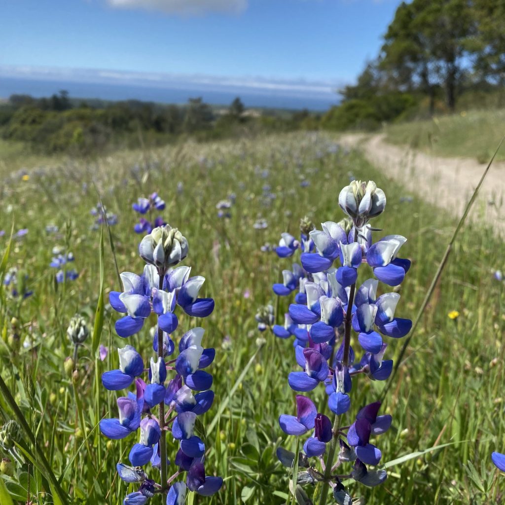 lupin wildflowers growing at wilder ranch state park
