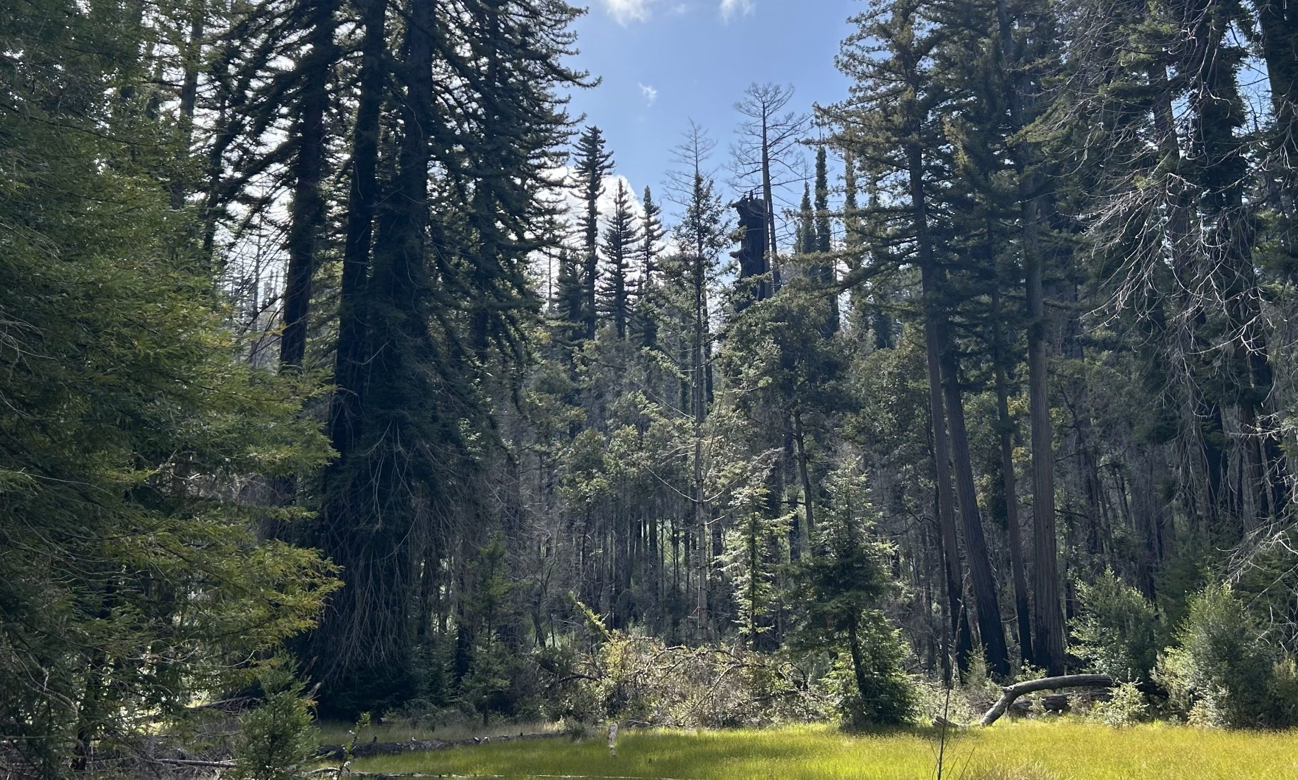 Redwood trees in a meadow
