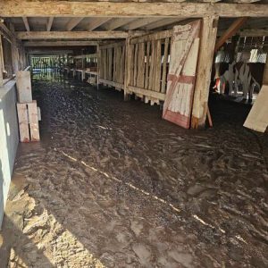 Inside a barn along with cattle in the background