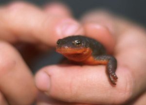 A salamander being held