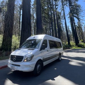 white shuttle bus parked in front of redwood trees with blue skey