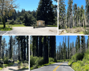 Multiple photos of Big Basin Redwoods