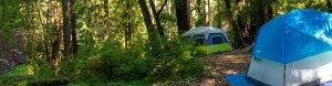 Two tents set up along a forest trail