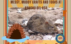 Nest Fest woodrat