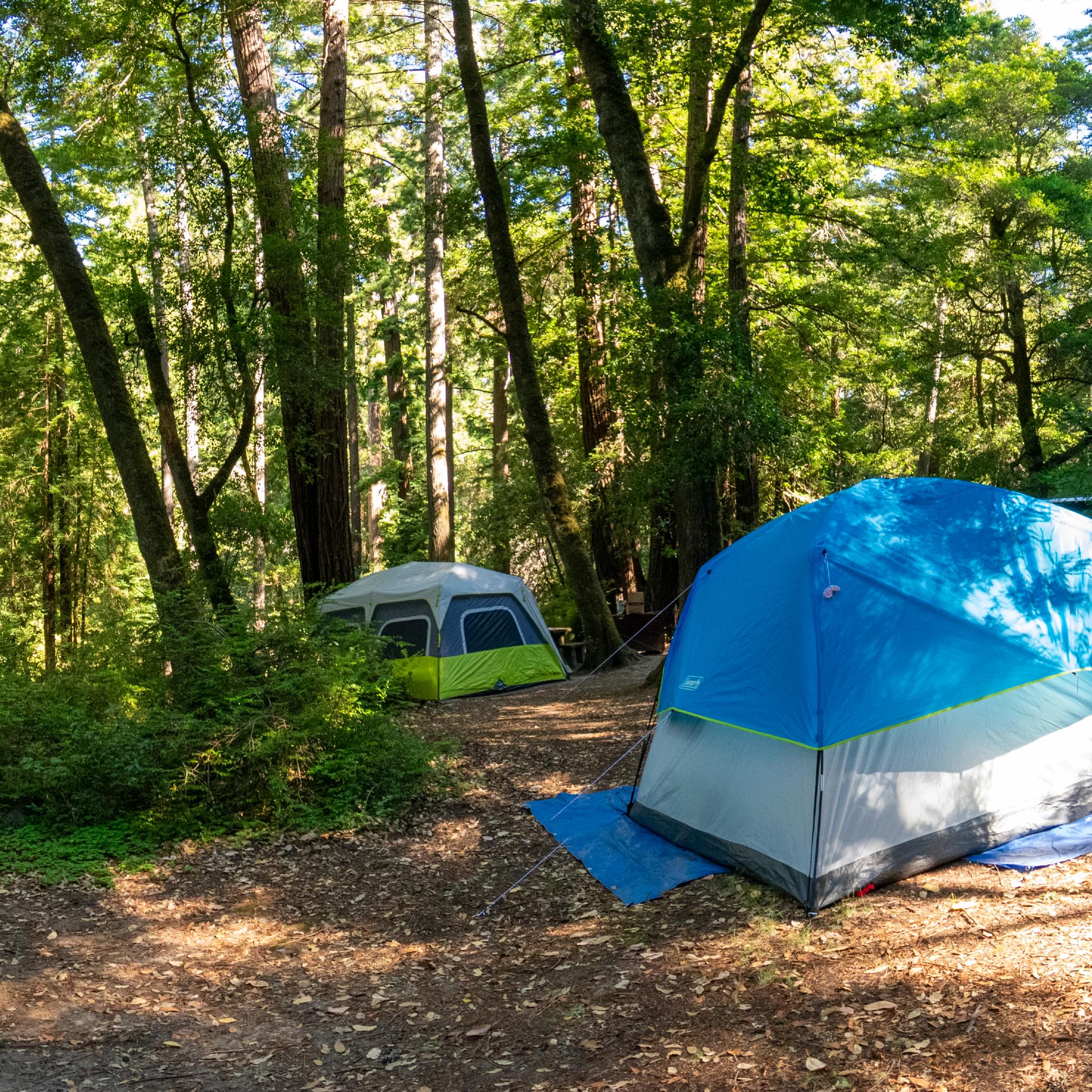two tents set up under a forest of trees
