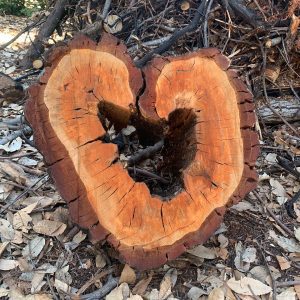 A divided redwood tree log, in the shape o fa heart