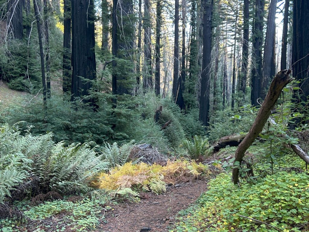 A trail in a lush redwood forest